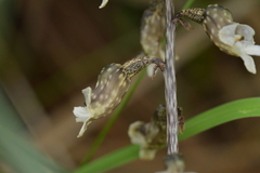 Gastrodia cunninghamii