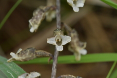 Gastrodia cunninghamii