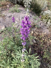 Lupinus arizonicus