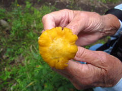 Cantharellus chicagoensis