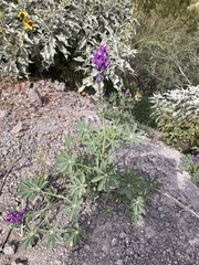 Lupinus arizonicus