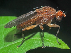Suillia affinis