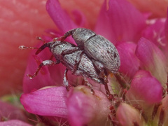 Tychius stephensi