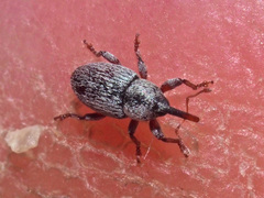 Tychius stephensi