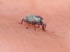 Tychius stephensi