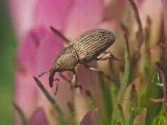 Tychius stephensi