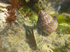 Calliostoma tricolor