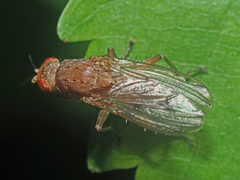 Suillia affinis