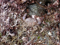 Paraxanthias taylori