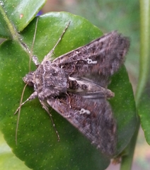Ctenoplusia limbirena
