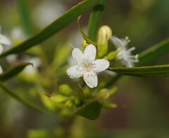 Myoporum platycarpum