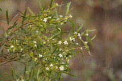 Myoporum platycarpum