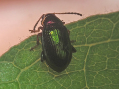 Crepidodera aurata