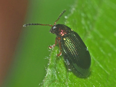Crepidodera aurata