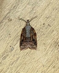 Platynota idaeusalis