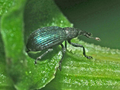 Perapion violaceum