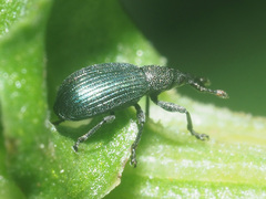 Perapion violaceum