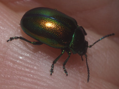 Chrysolina fastuosa