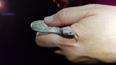 Hypsiglena chlorophaea