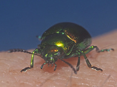 Chrysolina fastuosa