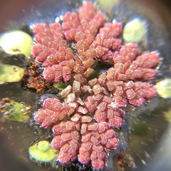 Azolla filiculoides