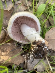 Agaricus kerriganii