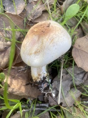 Agaricus kerriganii