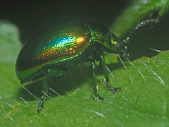 Chrysolina fastuosa