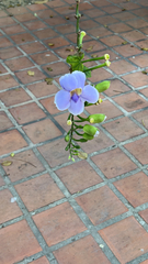 Thunbergia grandiflora