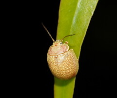 Paropsis roseola