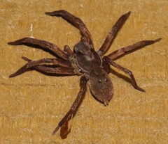 Uliodon