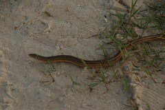 Ophisaurus attenuatus