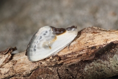 Cilix glaucata