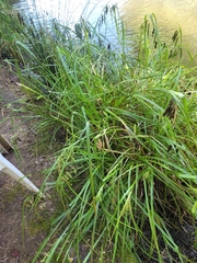 Carex fascicularis