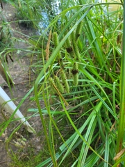 Carex fascicularis