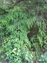 Gleichenella pectinata