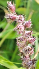 Cenchrus echinatus