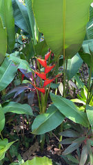 Heliconia bihai
