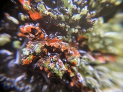 Phaeophyscia rubropulchra