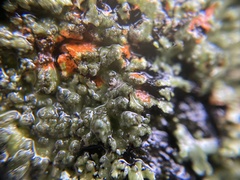 Phaeophyscia rubropulchra