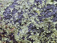 Phaeophyscia rubropulchra