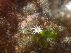 Halcampa decemtentaculata