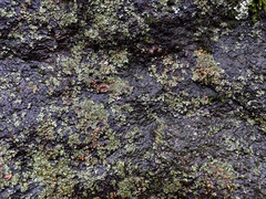 Phaeophyscia rubropulchra