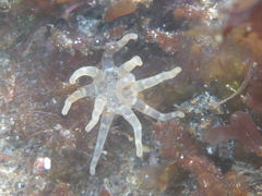 Halcampa decemtentaculata