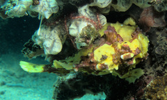 Antennarius maculatus