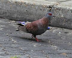 Columba guinea phaeonota