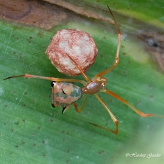 Propostira quadrangulata