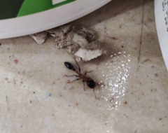 Tetraponera rufonigra