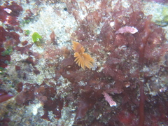 Eudistylia polymorpha