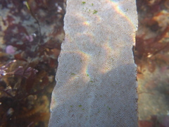 Membranipora membranacea